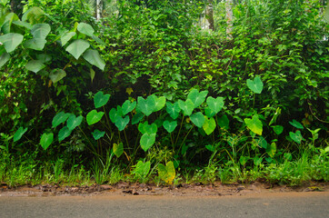 Green leaves on a wall 