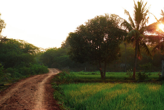 Rural mud road in the morning