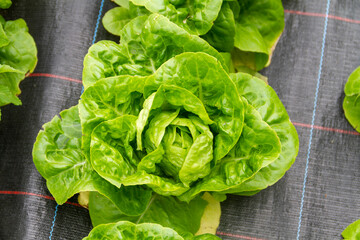 Spanish baby lettuce called Cogollo de Tudela in an ecological farm in Spain