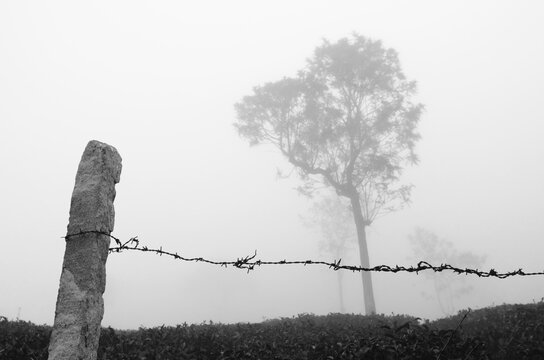 Barbed wire fence in the mist