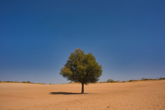 Desert sands of Rajasthan