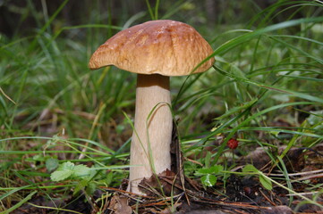 Boletus mushroom in green grass