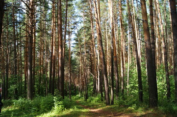 Obraz premium Pine forest in the Urals
