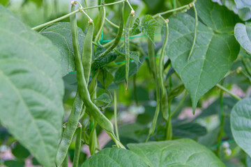 Flat green beans on their plant in an organic garden in Spain