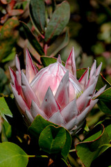 Protea Pink Ice Flower. A vigorous and hardy plant adaptable to most conditions. Flowers most of the year with the peak over Autumn-Winter. - 360844001