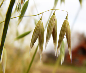 Maturing oats in the field