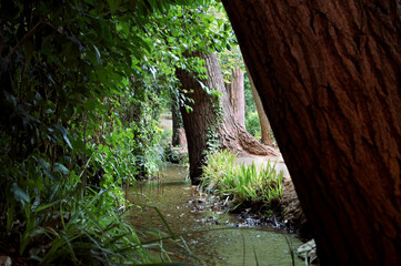 Naturaleza en todo su esplendor, árboles y plantas verdes junto a un pequeño riachuelo en un día muy soleado.
