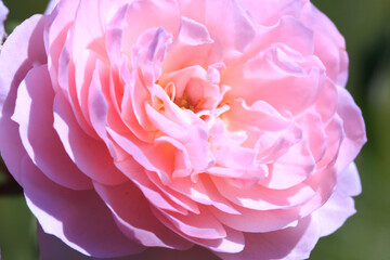 Roses. Delicate background with blooming rose flowers.