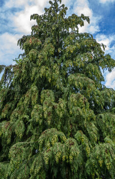 Lawson cypress, Port Orford cedar (Chamaecyparis lawsoniana), South Tyrol, northern Italy
