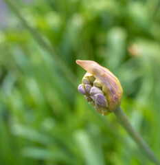 Agapanthus africanus commonly known as lily of the Nile, or African lily. Close-up view of Single Flower. Selective focus