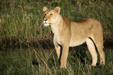 Kenya - Lionne