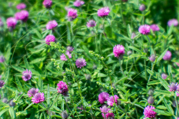 A soft blur. Pink clover flowers against a green summer meadow. Natural background.