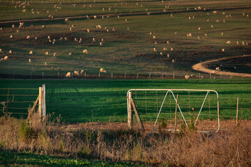 Open gate leads into farm with sheep in the background