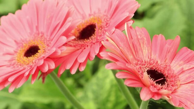 pink gerber daisy