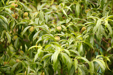 Branch with green unripe peaches