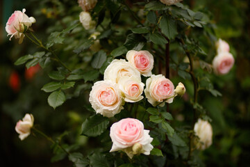 Closeup rose bush, shallow dof