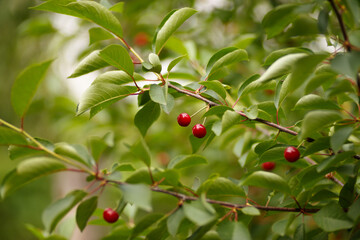 Closeup branch of sweet cherries (merry), shallow dof