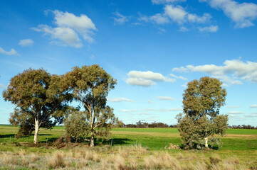 A rural scene in Victoria, Australia