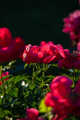 Carmine peony flowers in the sunset light in dark background vertical photo