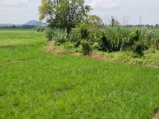 green field and blue sky
