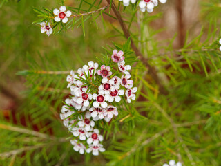 (Chamelaucium uncinatum) Gros plan sur fleurs de cire ou wax australien aux fleurs en grappes à corolles lobées et arrondies de couleur blanc pur au sommet de tiges souples vertes