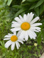 Obraz premium Garden daisy after rain, top view