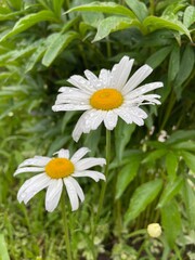 Garden daisy after rain, side view