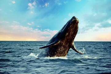 Majestic southern right whale, Patagonia Argentina
