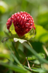 Fragaria vesca or wild strawberry with green leafs, Photo with a very narrow depth of field