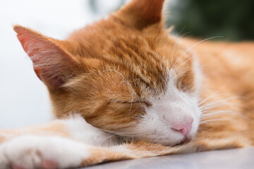 Naklejka na ściany i meble Ginger cat sleeps on a light gray reflective surface