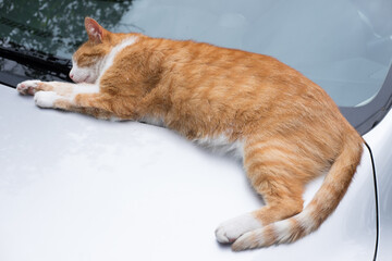 Ginger cat is sleeping comfortably on the warm hood of a light gray car against the windscreen wipers and windshield of a Mazda