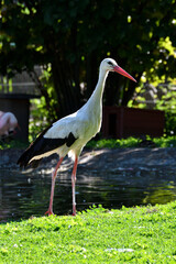 storch am teich
