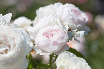 Obraz premium Roses. Delicate background with blooming rose flowers.