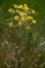 Close up yellow flowers of Fennel or Foeniculum vulgare in a garden with green background