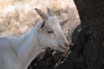 Side view of the head of a young goat standing in the shade of a tree in a barren landscape