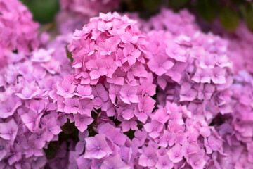 Pink Hydrangea Macrophylla or Hortensia flowers in a garden on a blurred background