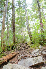 木の根っこが露わになった、新緑の森の登山道。A trail of fresh green forest where the roots of trees are exposed.山開き、山小屋、山の日、山ガール。