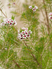 Chamelaucium uncinatum - Fleur de cire de Geraldton ou wax australien à floraison blanche et abondante, aux fines feuilles vertes et aromatiques sur des rameaux souples rouge-brun