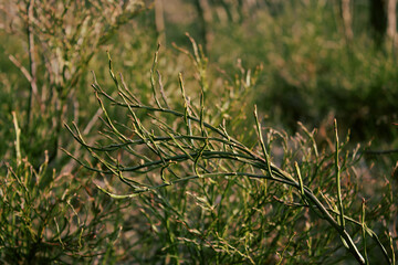 A sprig of green plant close-up on a background of green leaves and grass with a bokeh effect. Macro shot. Thing. Background, texture, substrate.