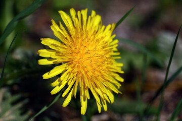 Taraxacum officinale