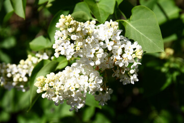 Syringa vulgaris