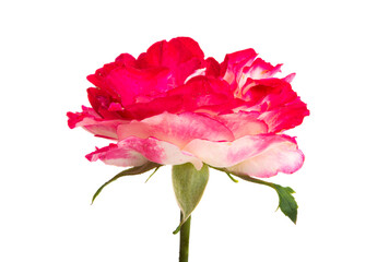 beautiful rose isolated