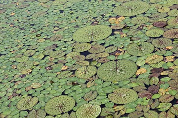 한국 경기도 안산시 관곡지 입니다