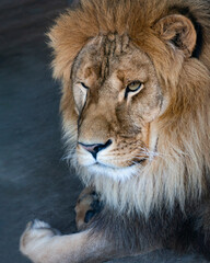 Obraz na płótnie Canvas close-up of an African lion