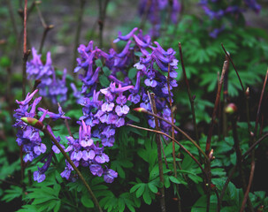 Lilac flowers on a flowerbed close-up on a background of green leaves and grass with bokeh effect. Macro shot. Thing. Background, texture, substrate.