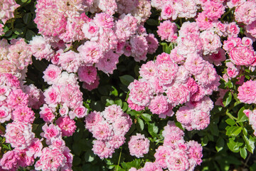 A lot of small pink roses on bush. Pink roses bushes blooming. Beautiful background from the roses.