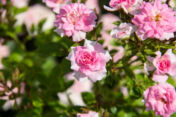 A lot of small pink roses on bush. Pink roses bushes blooming. Beautiful background from the roses.