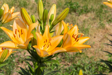Beautiful lily flower. Spring flowers of lily.