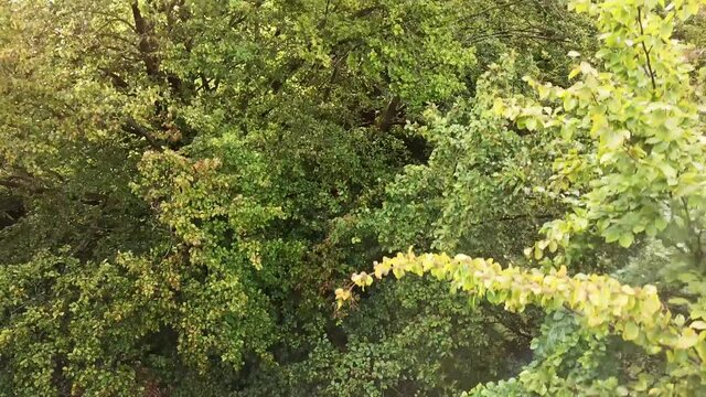 Drone Ascent Through the Trees in a Woodland to Reveal South Downs above the Tree Canopy