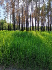 Obraz premium las wiosną